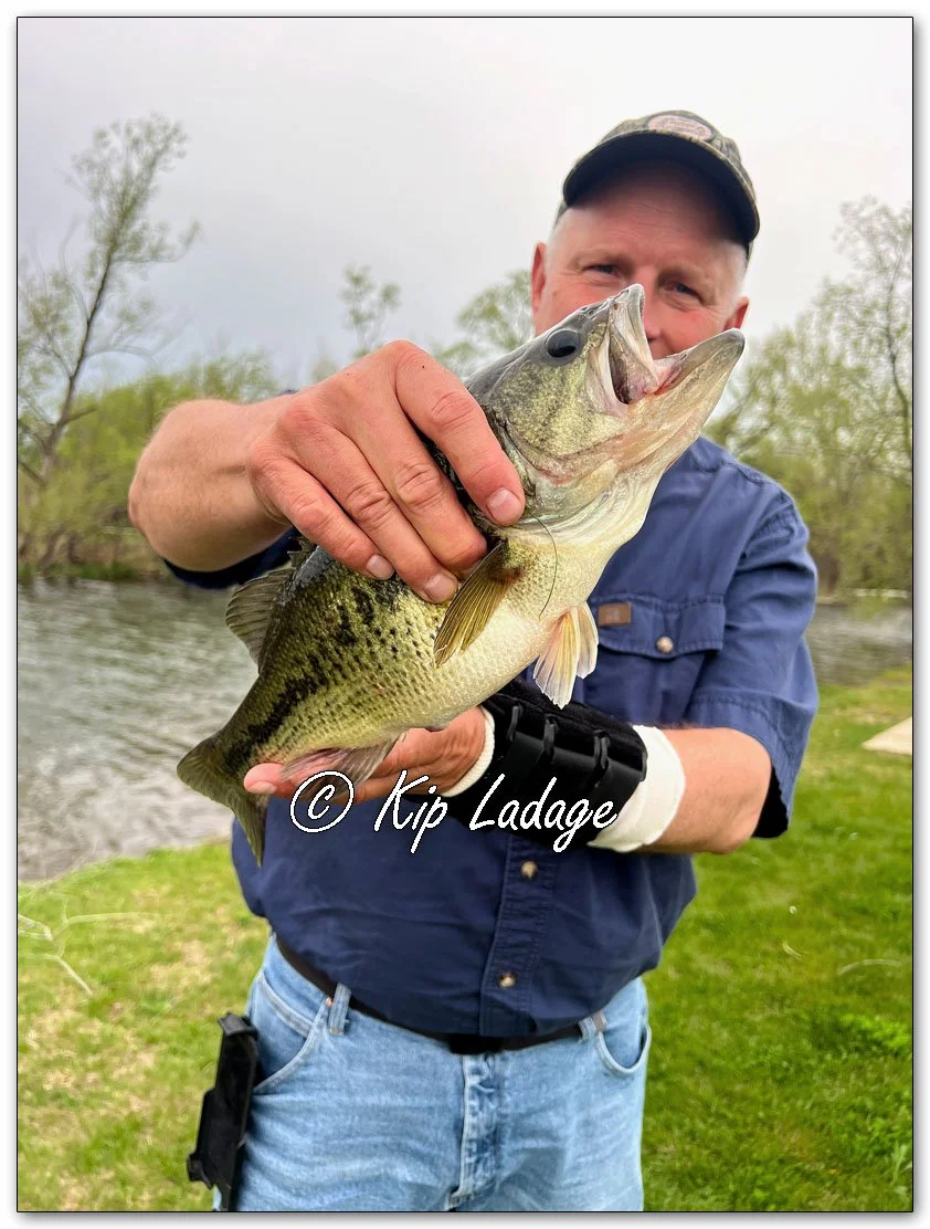 Largemouth Bass - Image 1091148