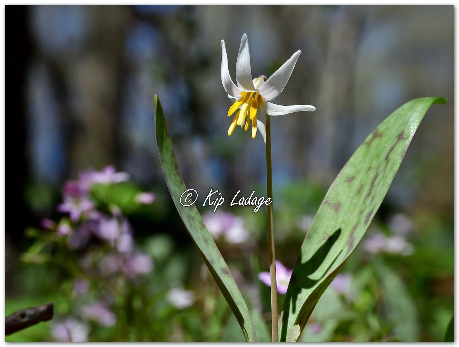 Dogtooth Violet (Trout Lily) - Image 1089235