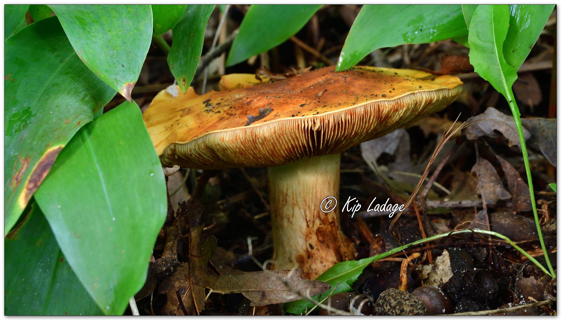 Golden Orange Tricholoma - Image 1153491