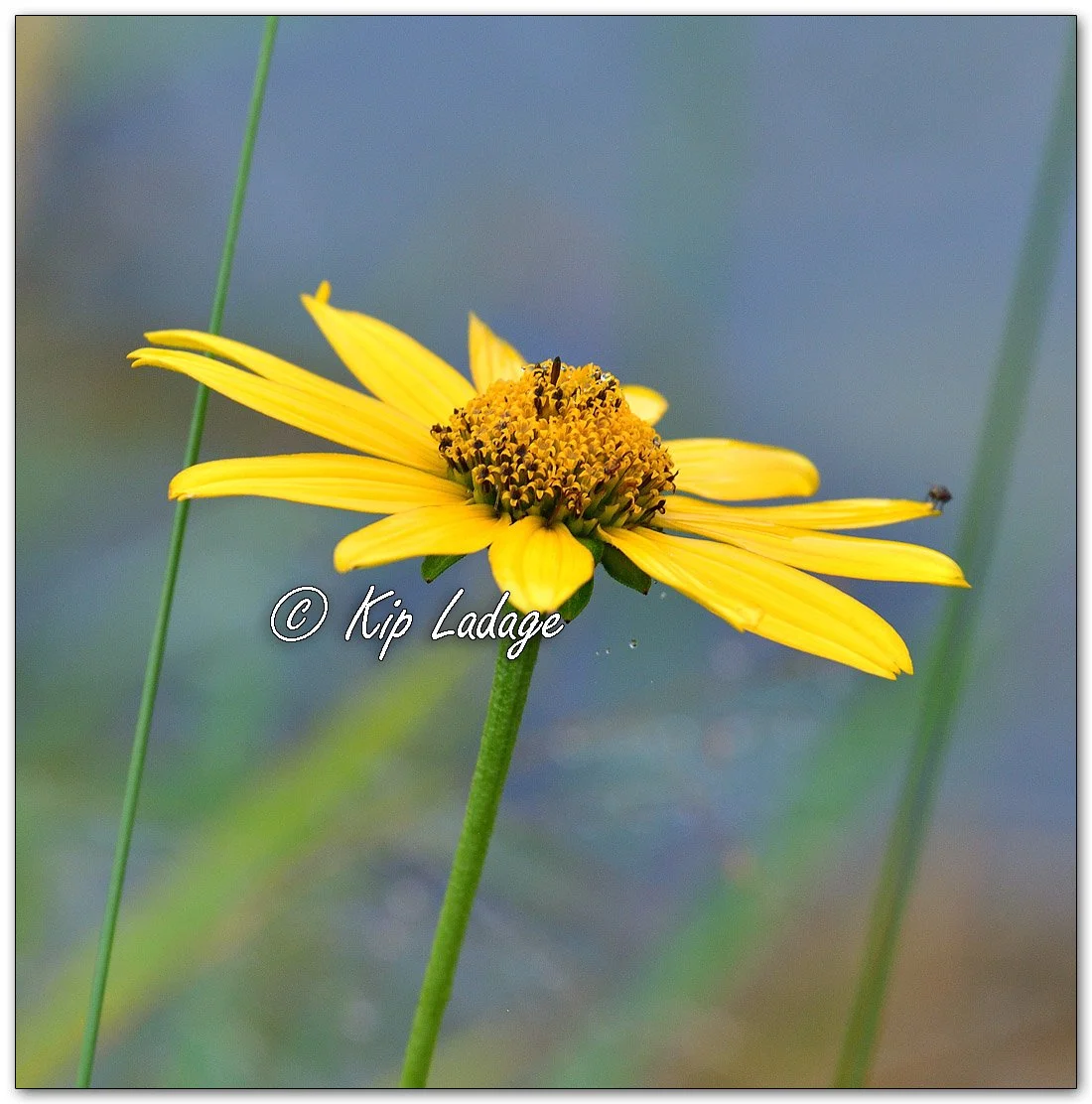 False Sunflower - Image 1150251