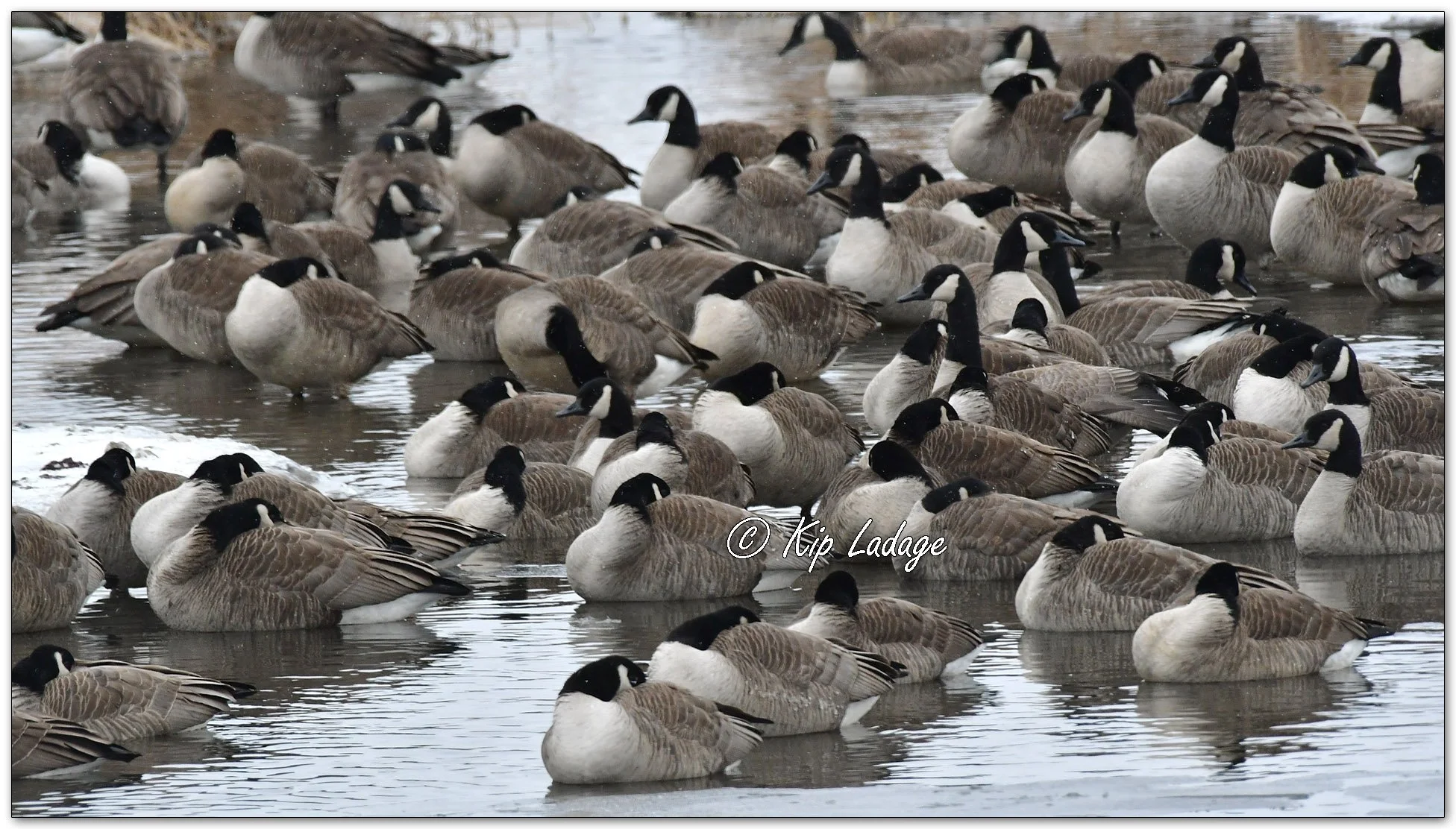 Canada Geese in Winter - Image 1058782