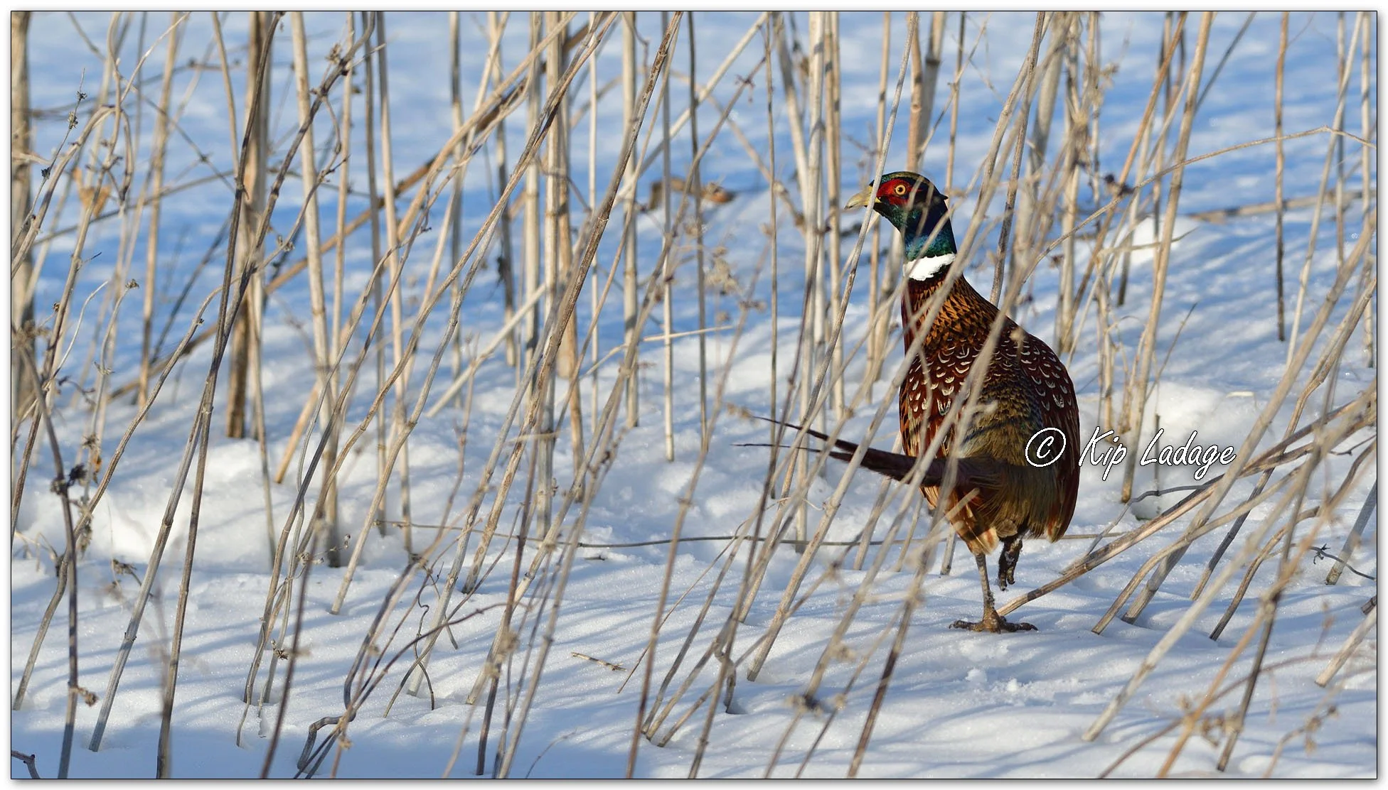 Rooster Ring-necked Pheasant - Image 1051049
