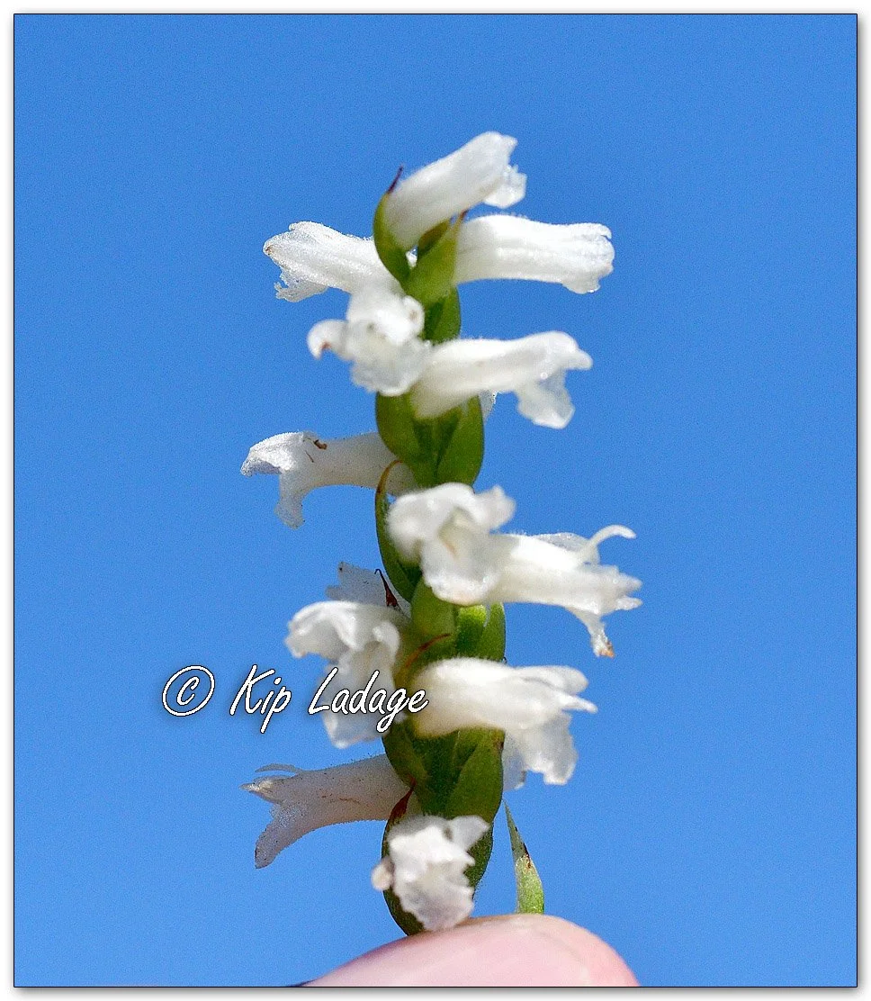 Great Plains Lady Tresses - Image 1145458 (Stem found severed on the ground. Then used for the photo.)