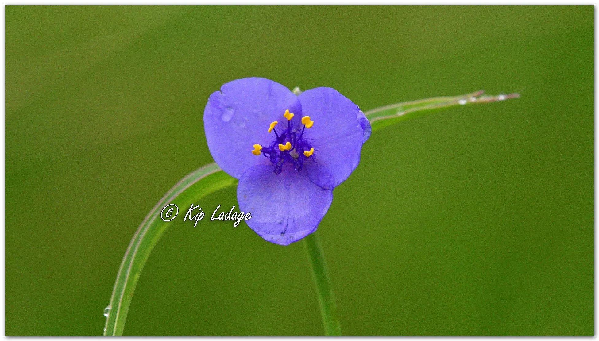 Spiderwort in Rain - Image 1108047