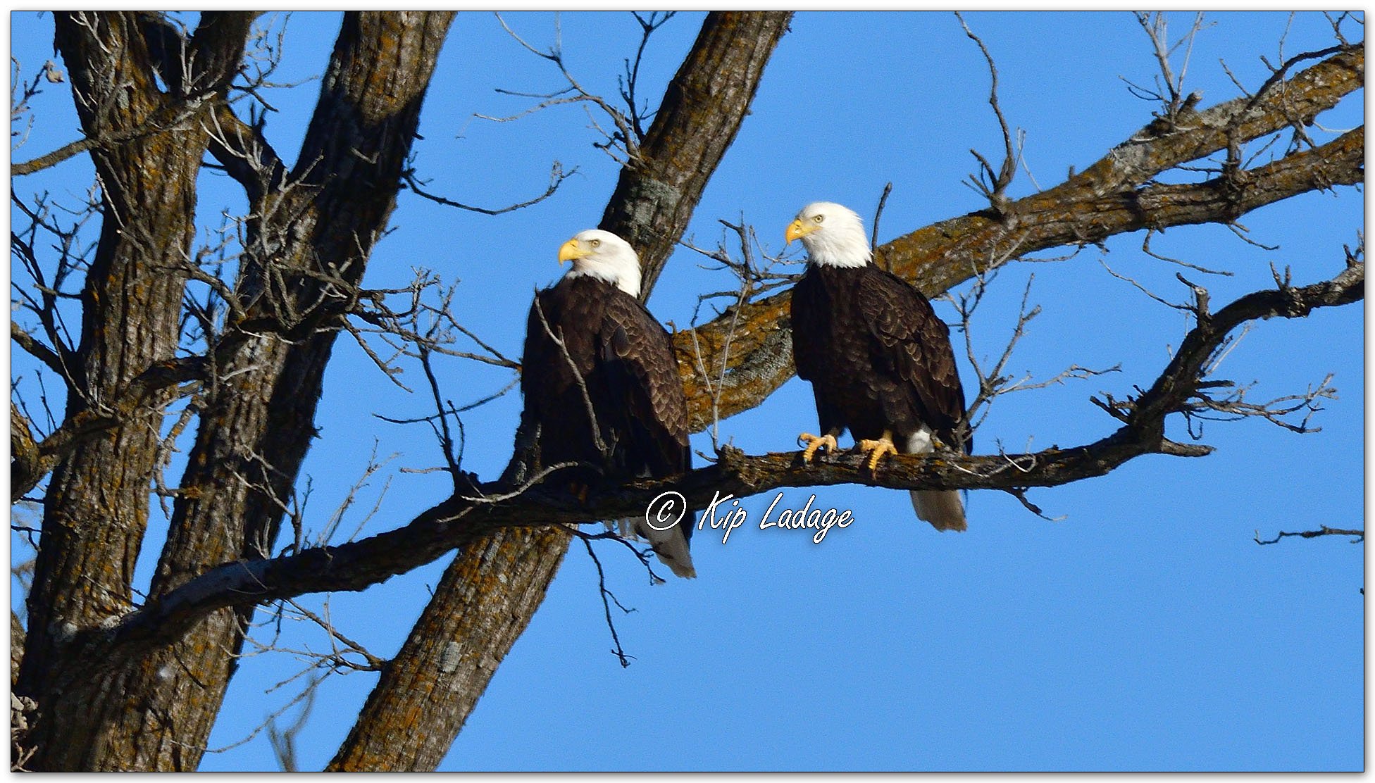 Two Bald Eagles in Tree - Image 1060698