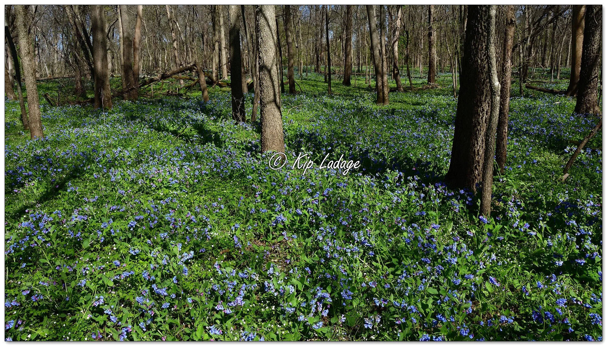 Virginia Bluebells - Image 1090895