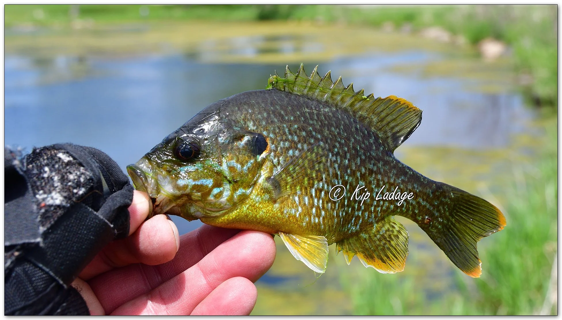 Sunfish - Image 1099863