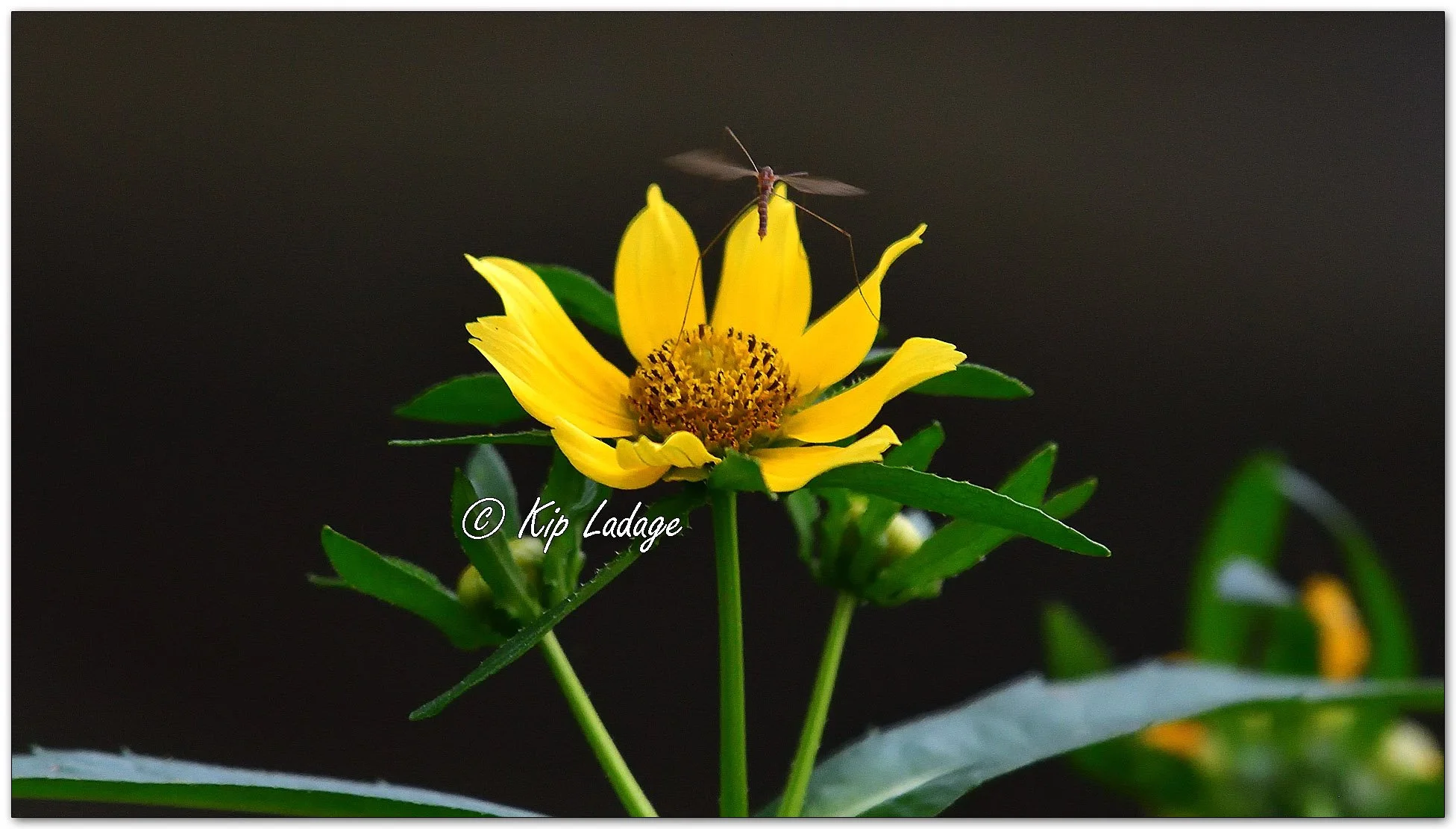 Nodding Beggarticks - Image 1144107