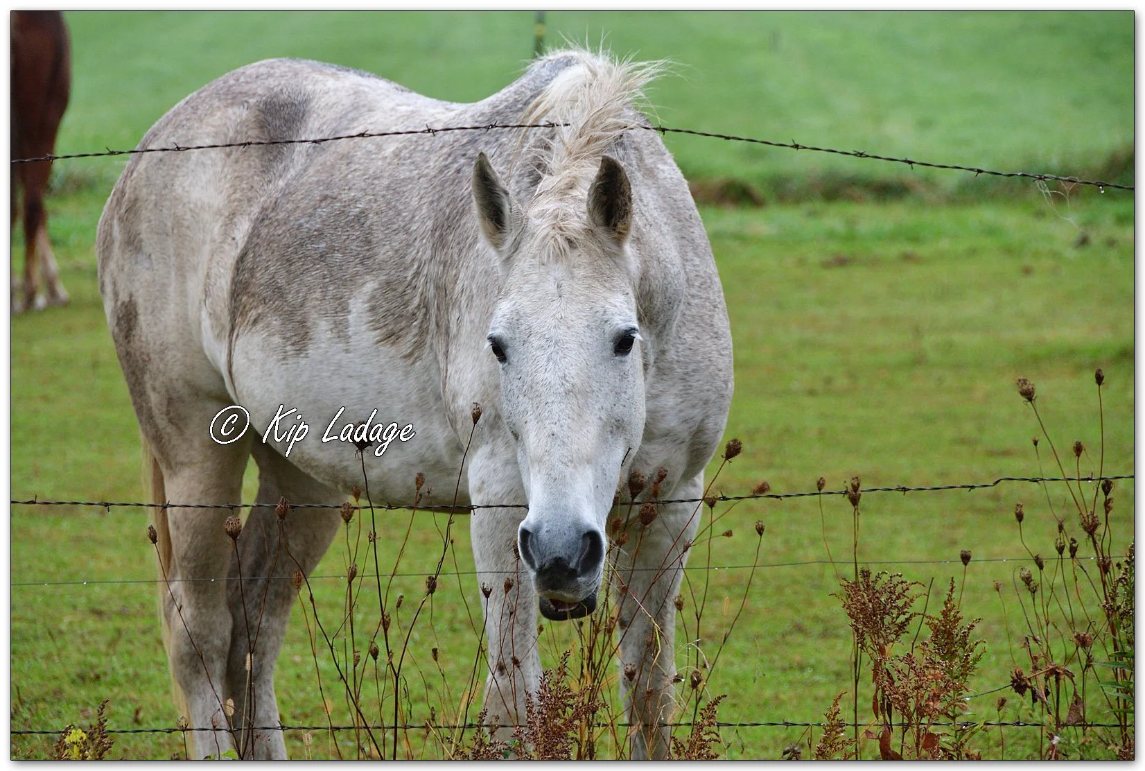Horse with Head Through Fence - Image 1163809