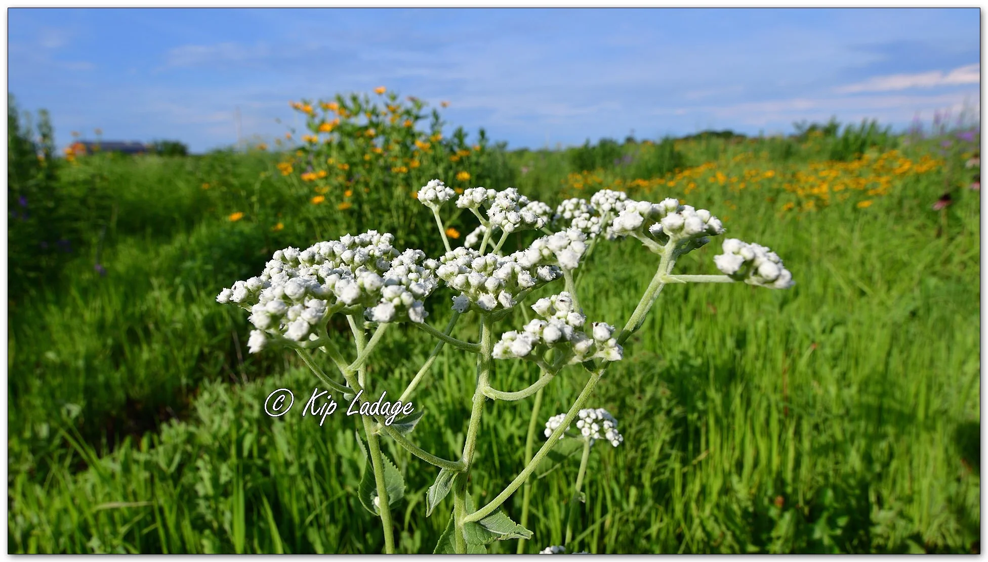 Wild Quinine - Image 1118284