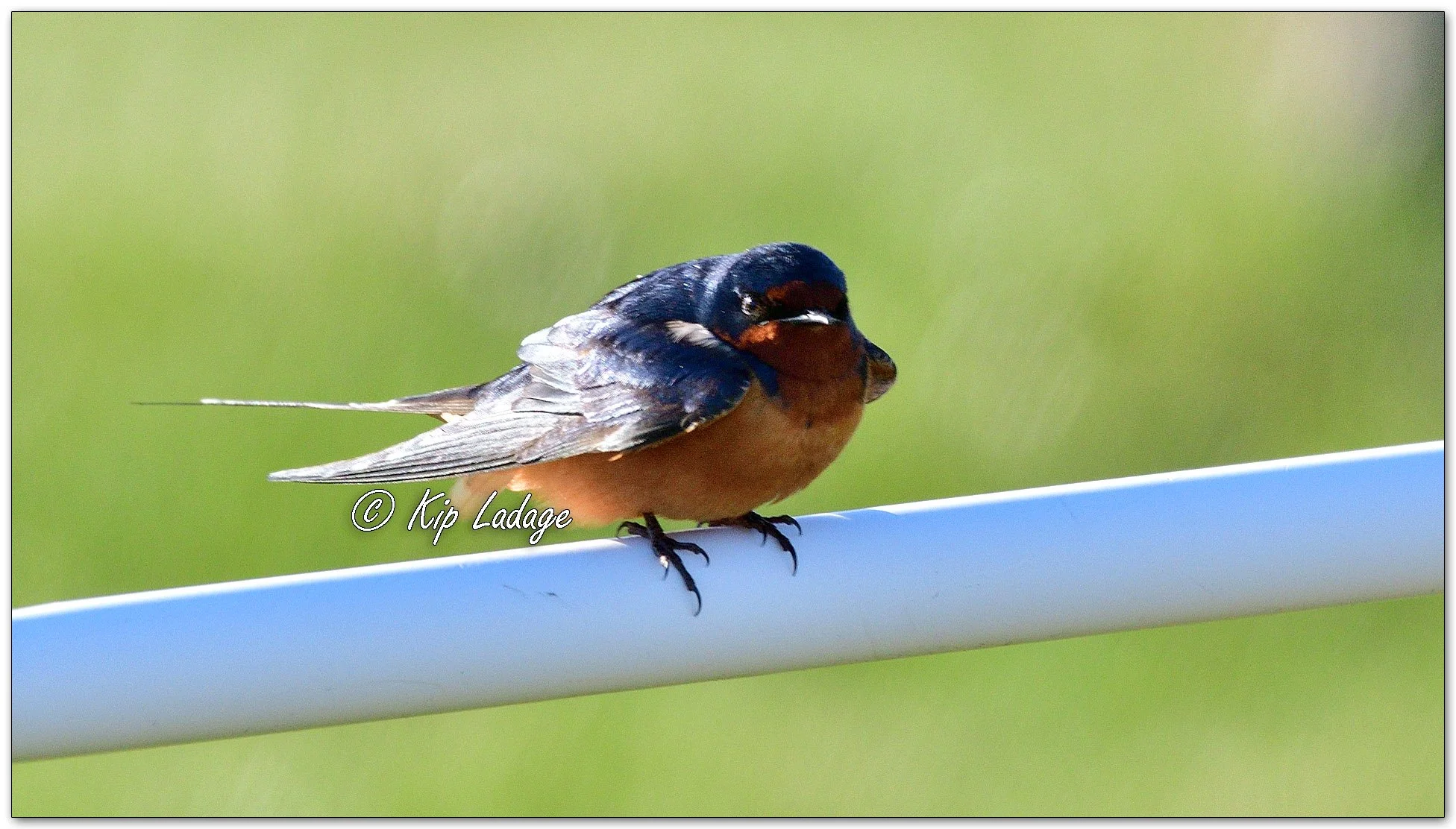 Barn Swallow - Image 1083282