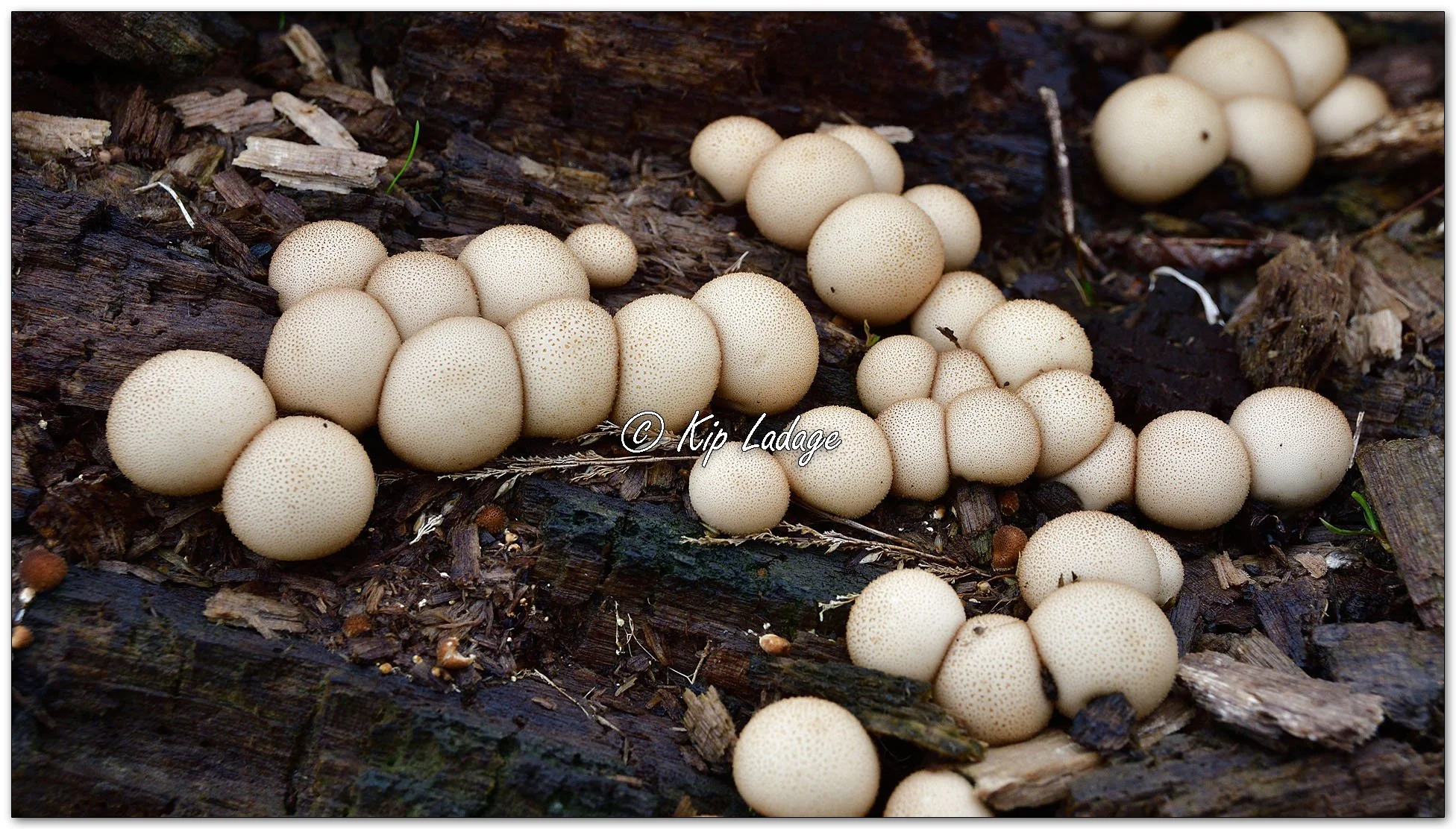 Pear-shaped Puffball - Image 1154610