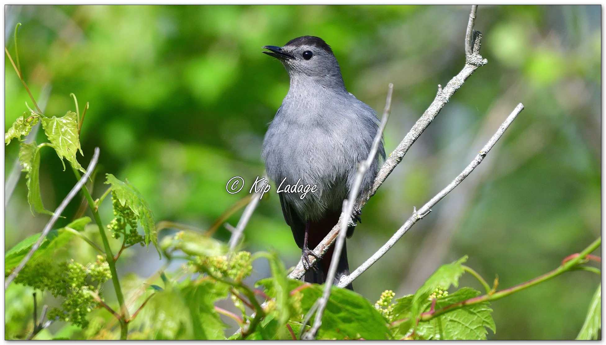 Gray Catbird - Image 1098517