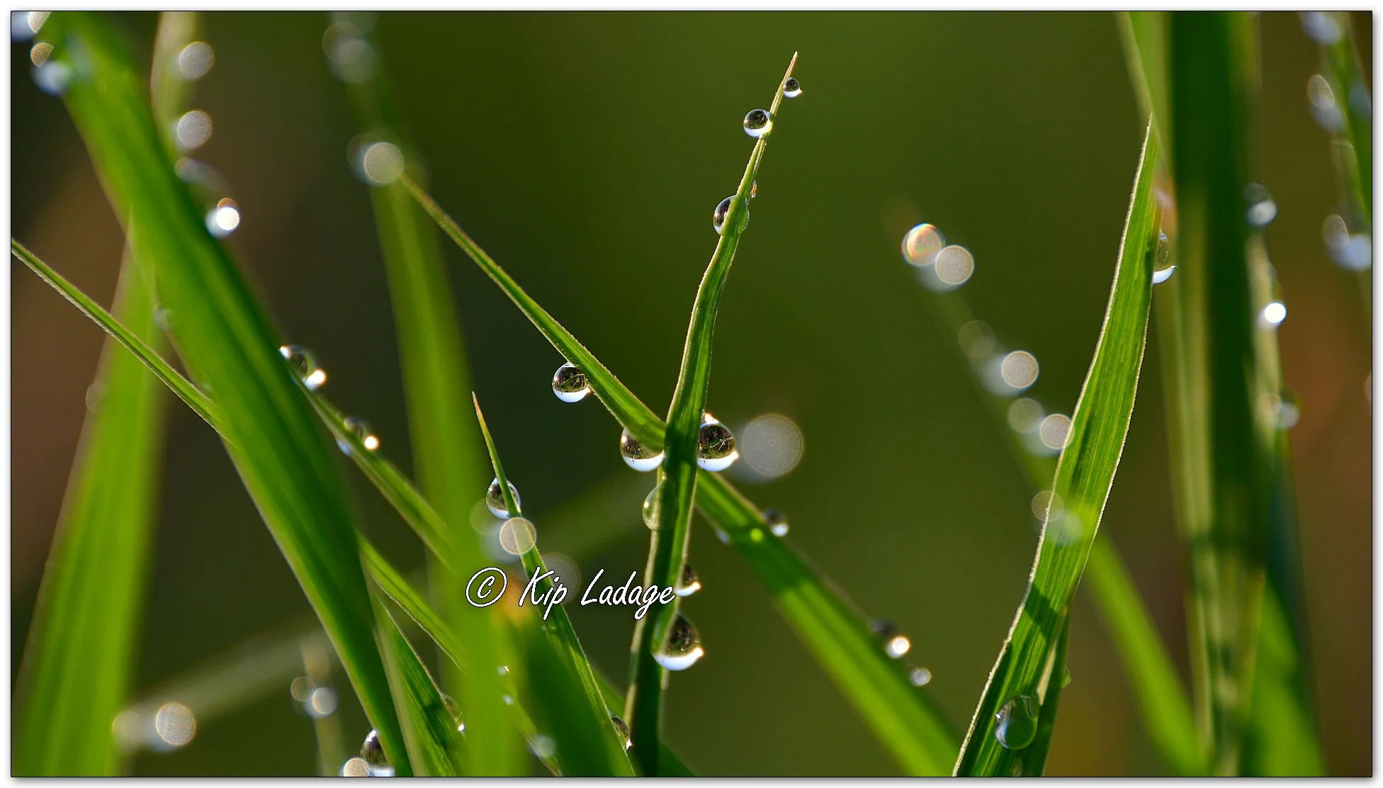 Dew Drops on Grass - Image 1099353