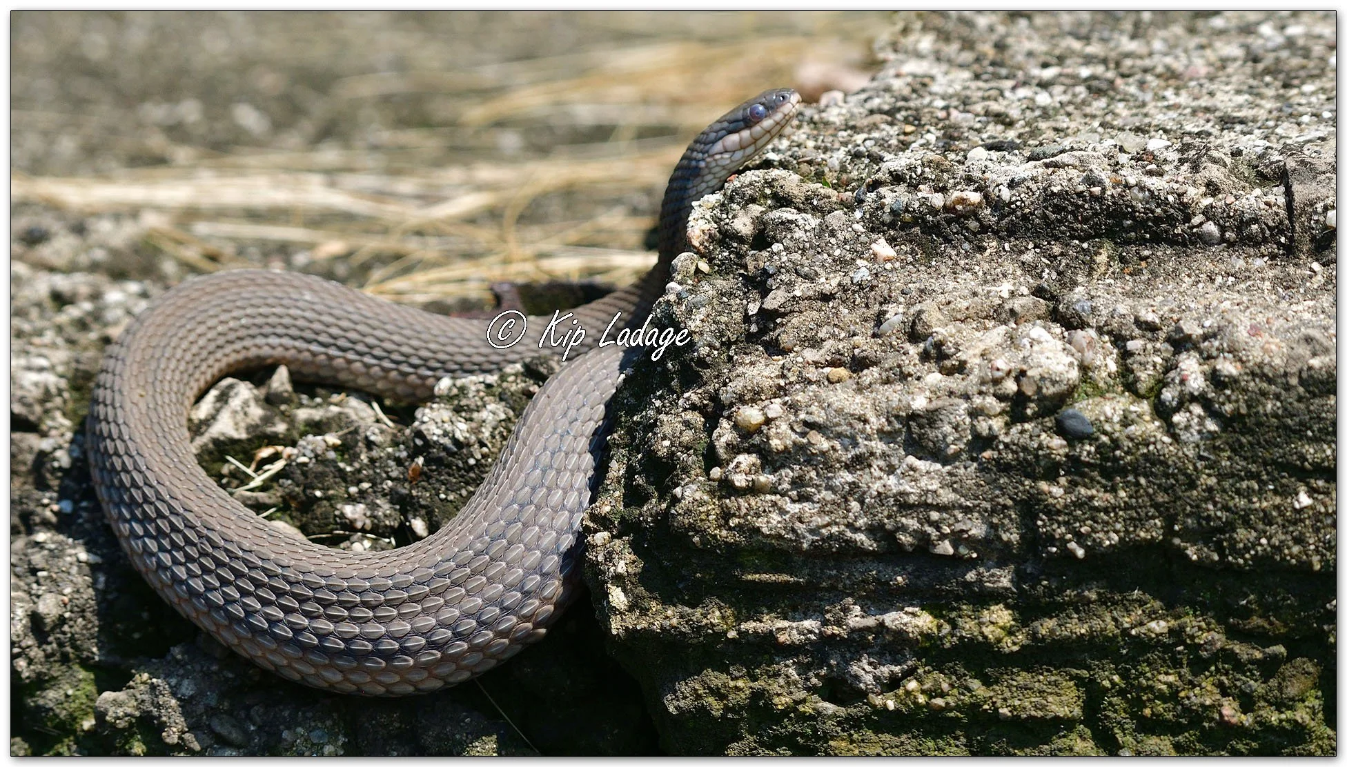 Graham's Crayfish Snake - Image 1129877
