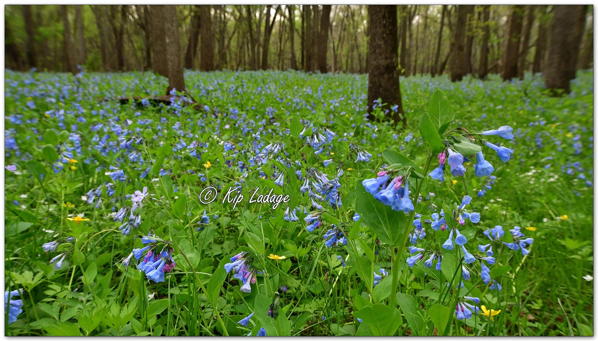 Virginia Bluebells - Image 1091912