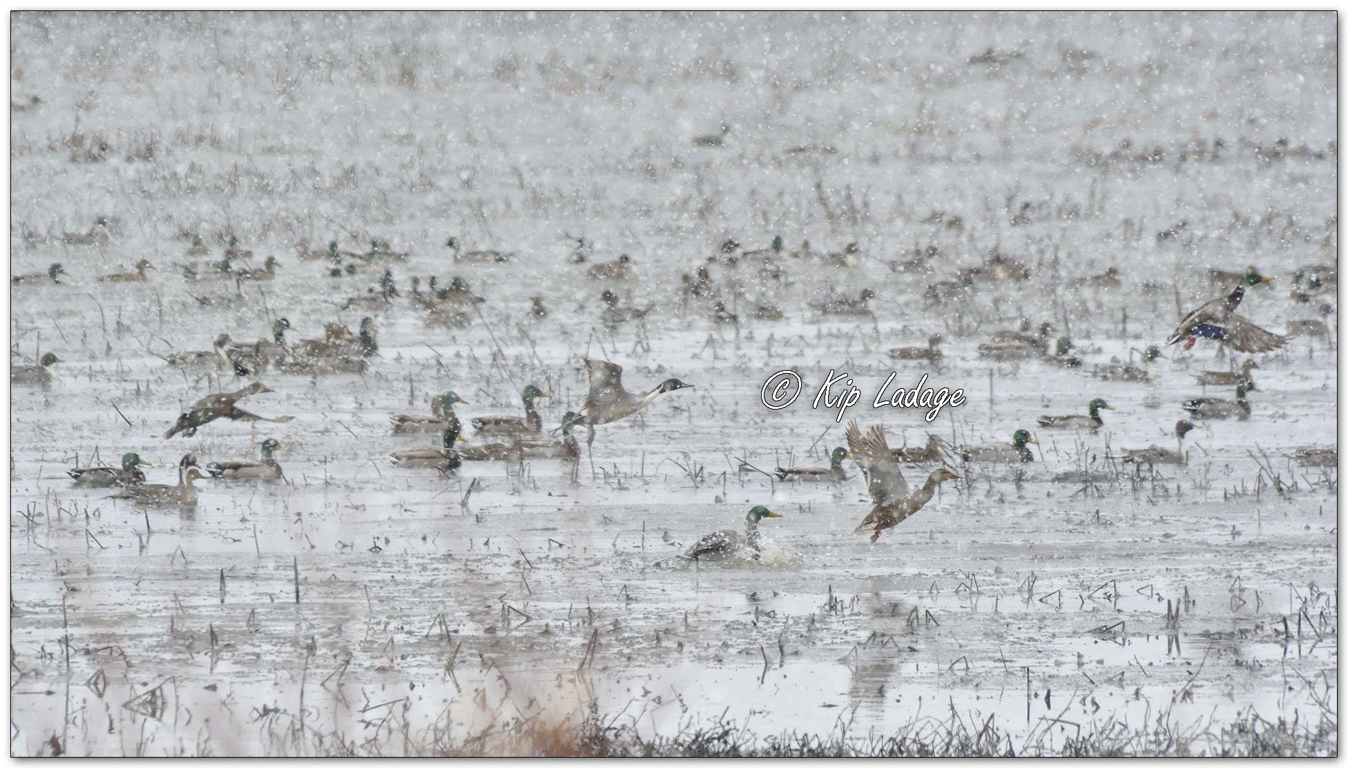 Ducks in Snow - Image 1073058