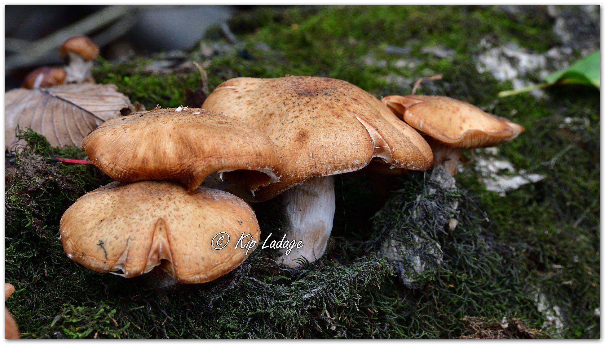 Bulbous Honey Fungus - Image 1167973