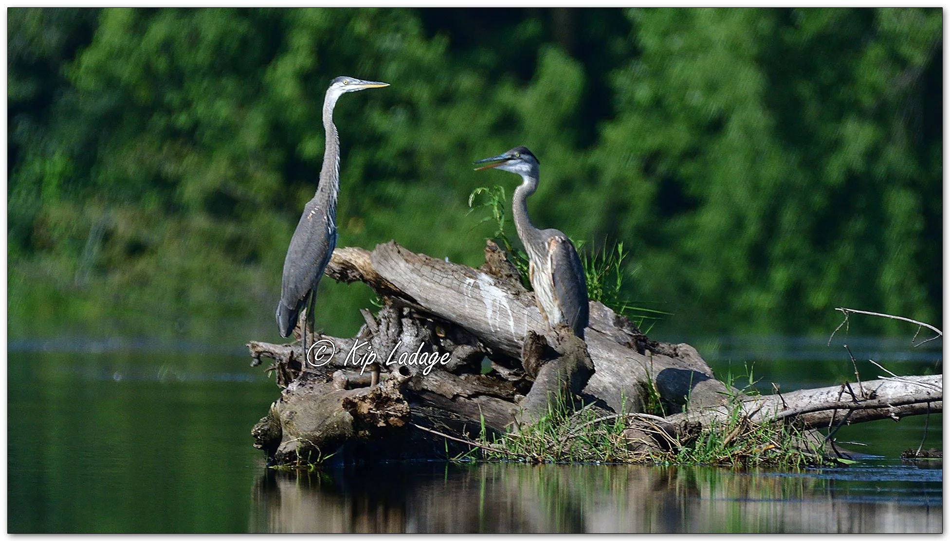 Two Great Blue Herons - Image 1123248