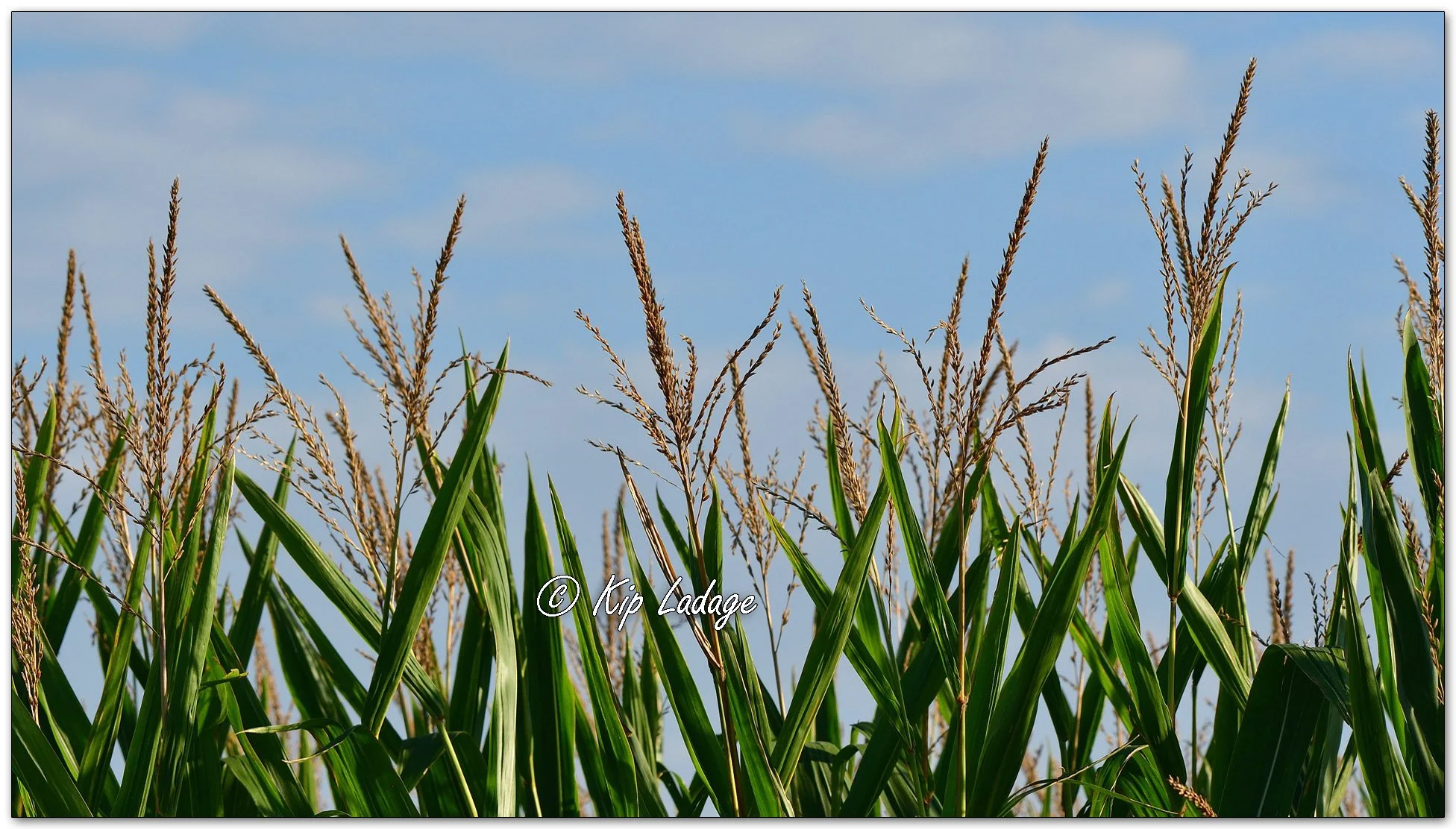 Corn Tassels - Image 1141536