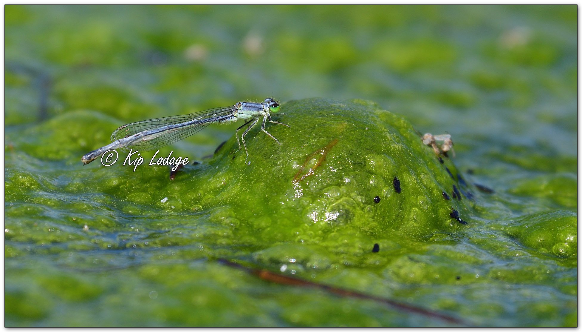 Eastern Forktail Damselfly - Image 1108095
