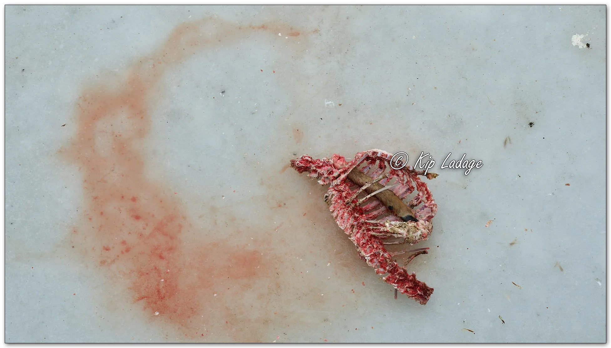 Whitetail Carcasses on Ice - Image 1053041