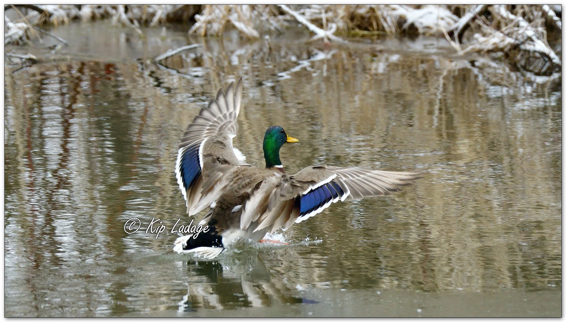Mallards in Snow - Image 1073135