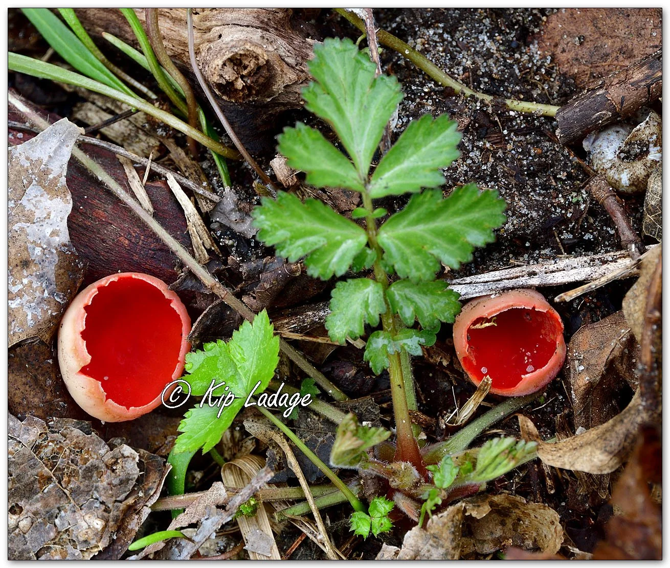 Crimson Cup Fungus - Image 1084047