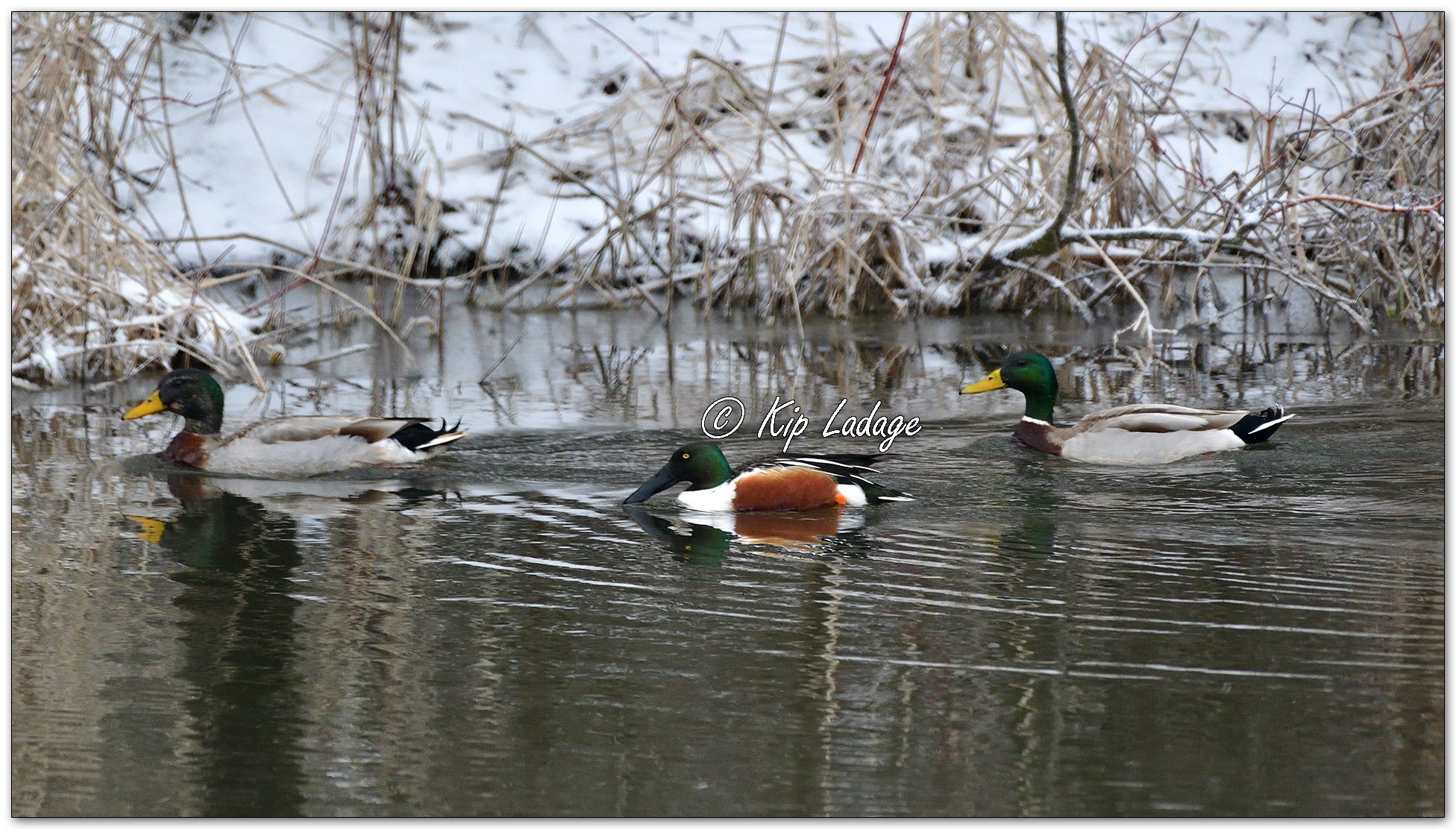 Northern Shoveler and Mallards in Snow - Image 1073199
