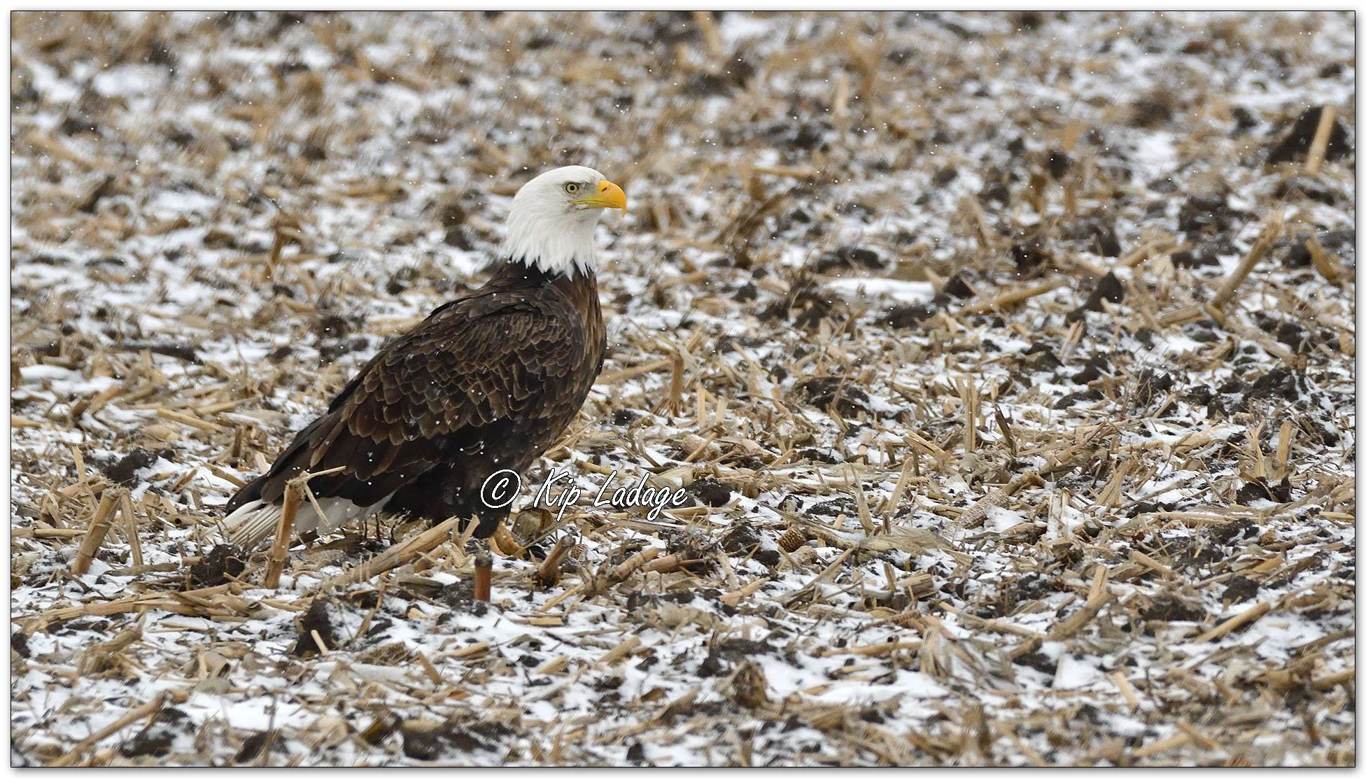 Adult Bald Eagle in Corn Stubble - Image 1060971