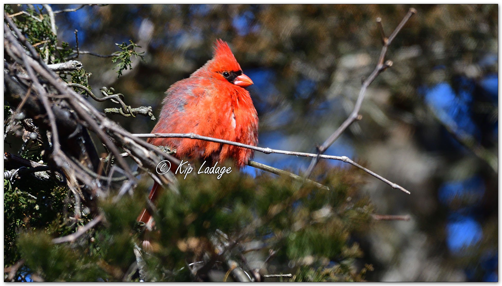 Male Northern Cardinal - Image 1059138