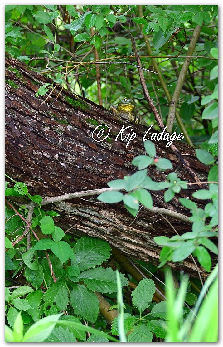 Bullfrog in Tree - Image 1119991