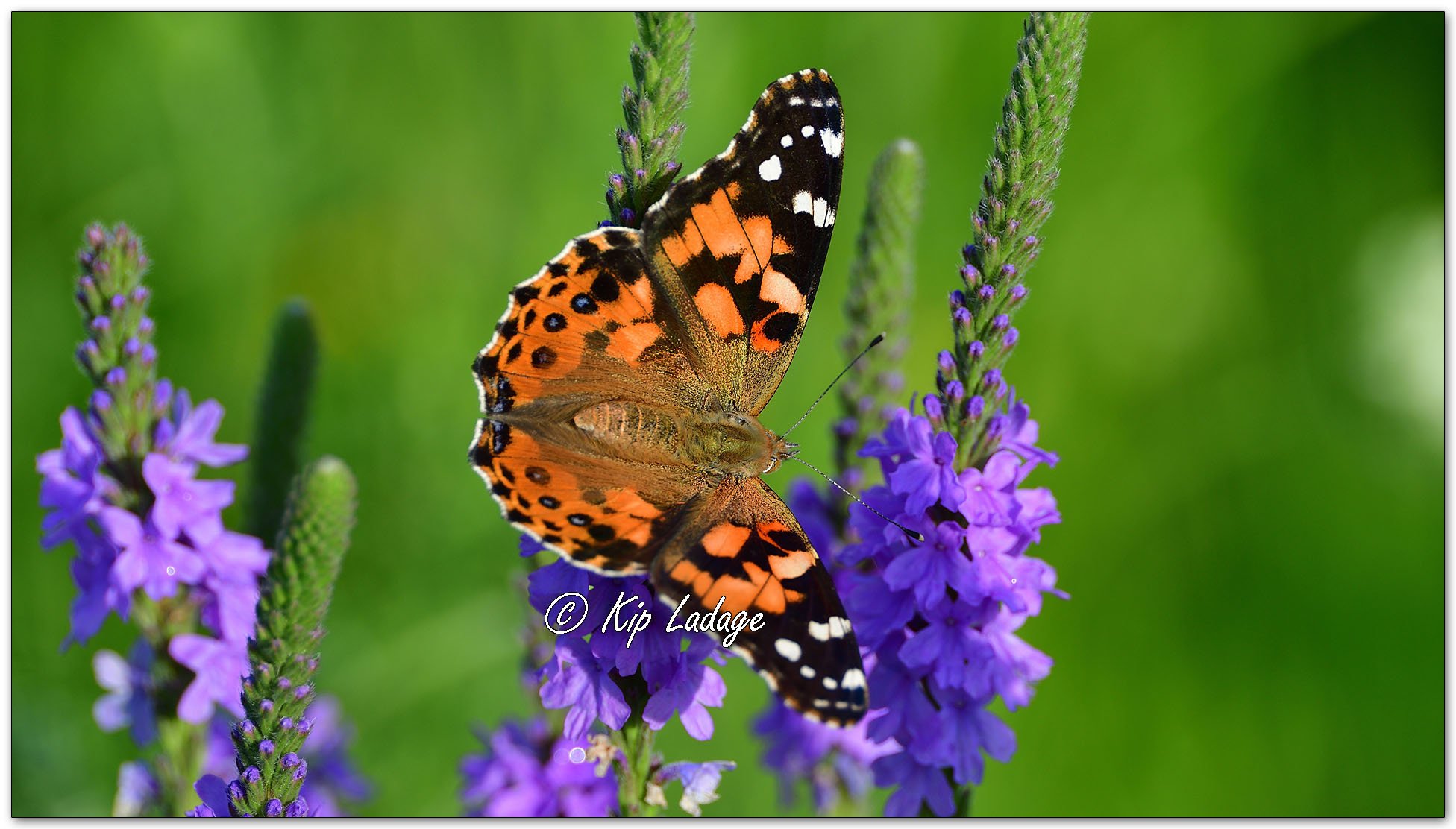 Painted Lady Butterfly - Image 1118204