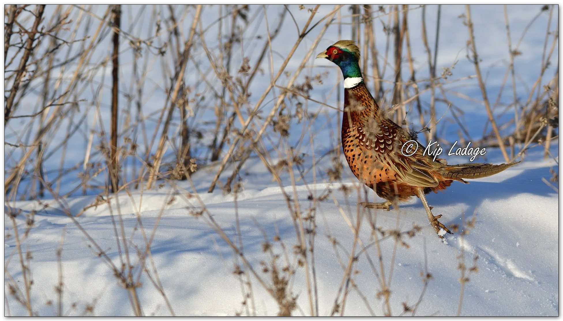 Rooster Ring-necked Pheasant - Image 1051066
