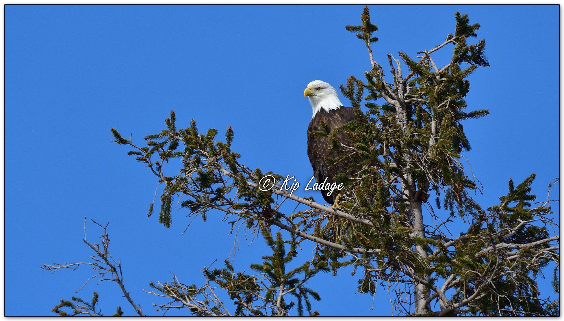 Adult Bald Eagle in Spruce Tree - Image 1074997