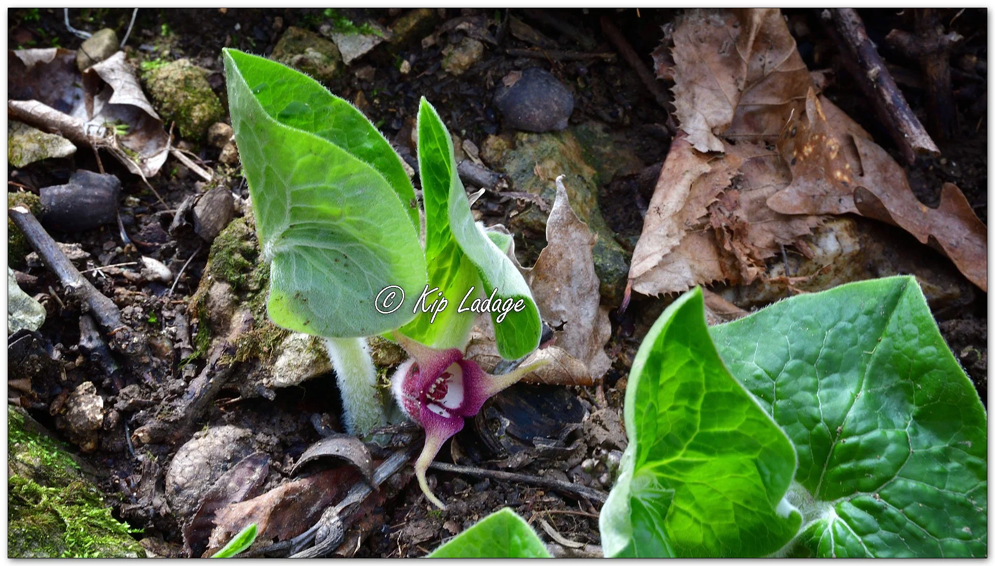 Wild Ginger - Image 1080098