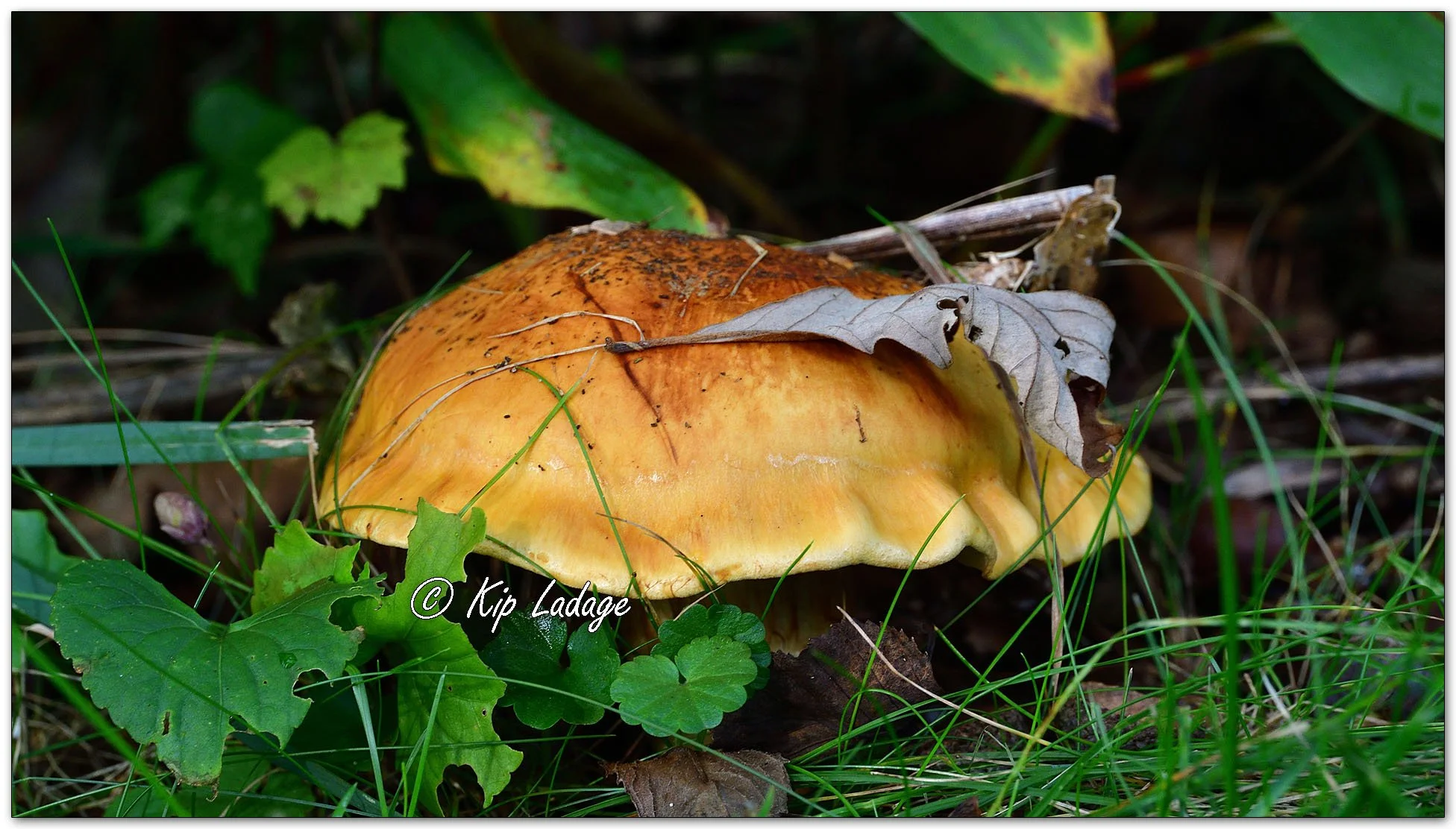 Golden Orange Tricholoma - Image 1153507