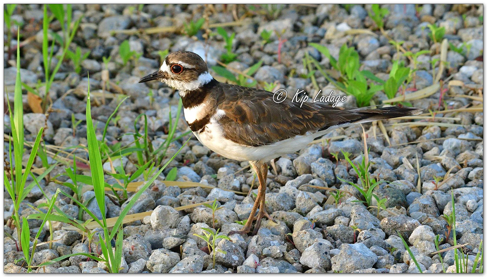 Killdeer - Close - Image 1116594