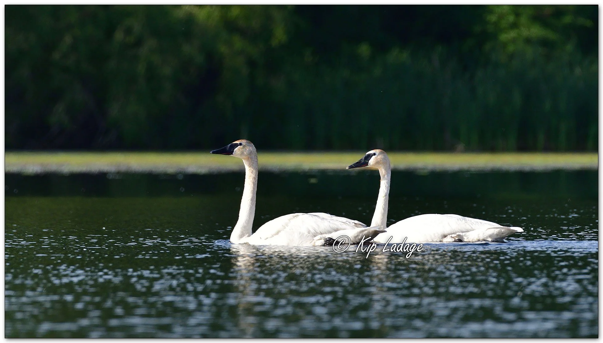 Trumpeter Swans - Image 1101915
