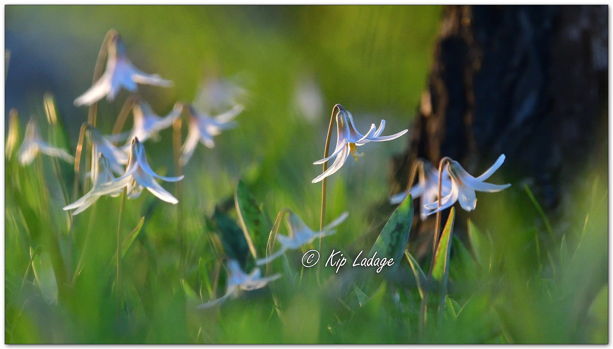 Dogtooth Violet (Trout Lily) - Image 1091141