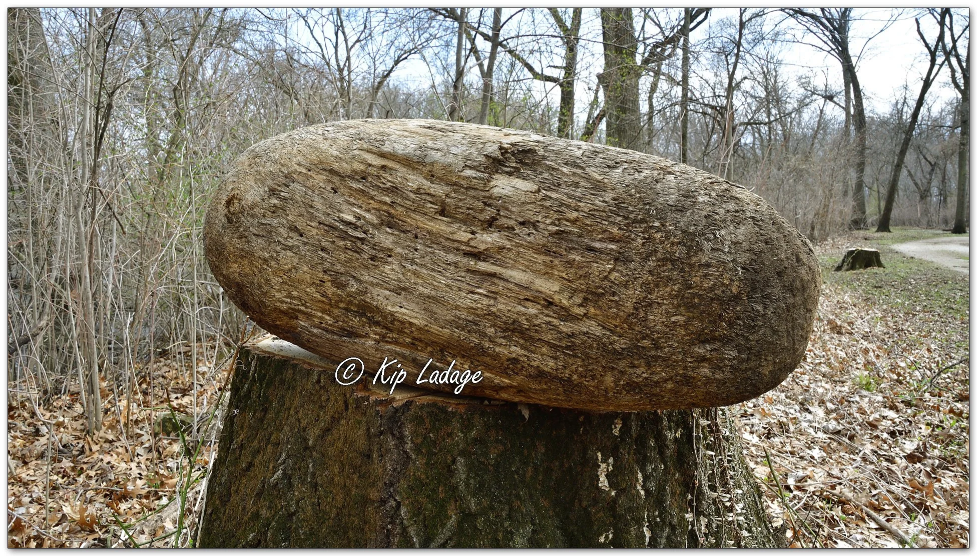 Bullet Log on Stump - Image 1084335