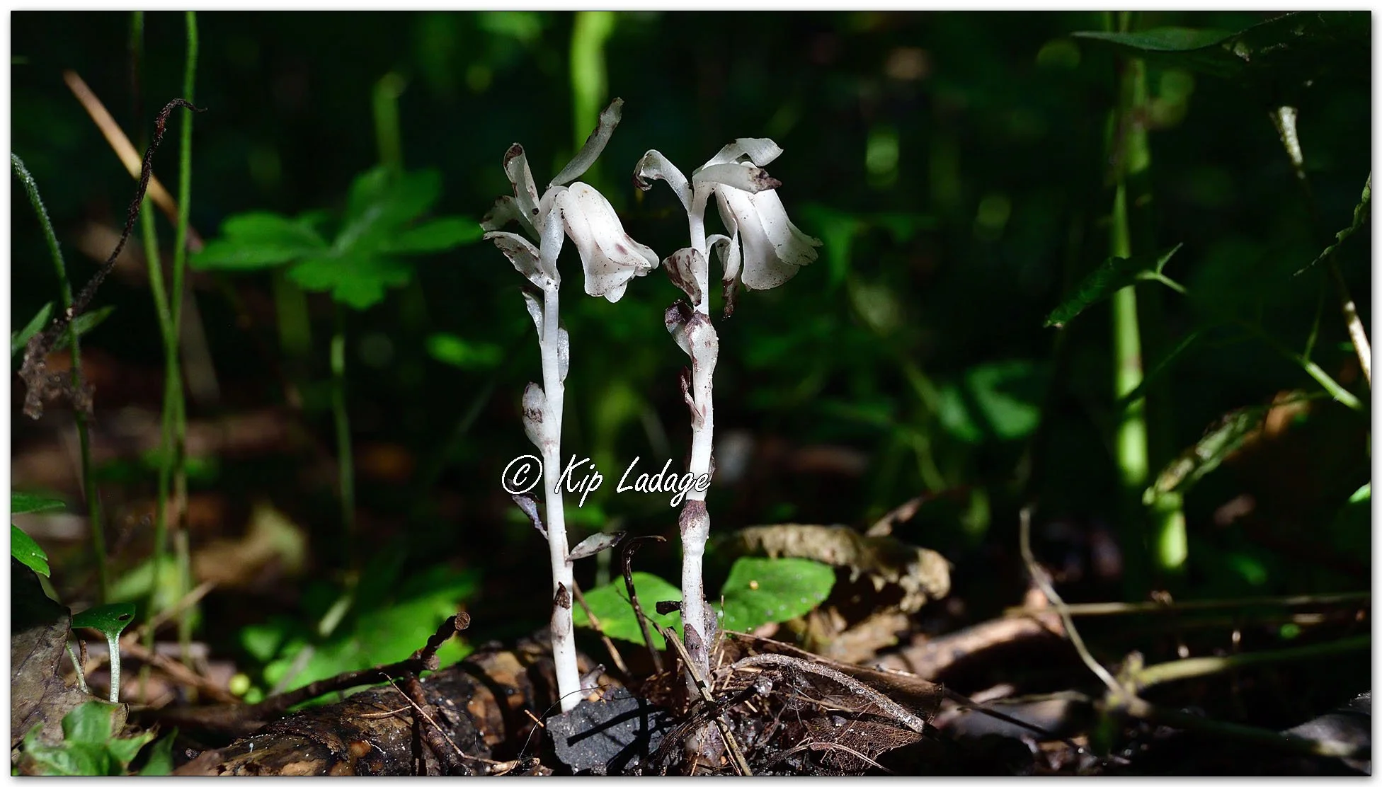 Indian Pipe - Image 1136115