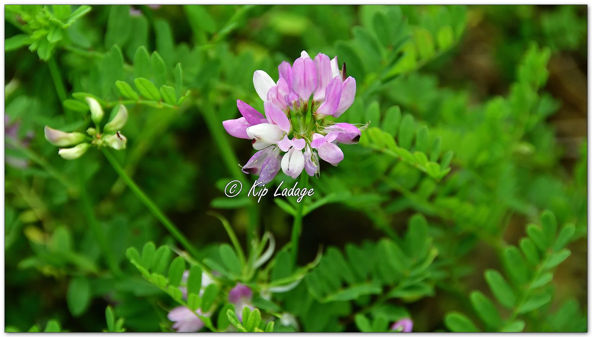 Crown Vetch - Image 1141960