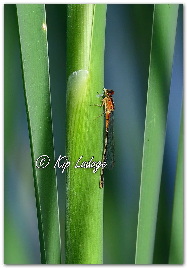 Eastern Forktail Damselfly - Image 1101439