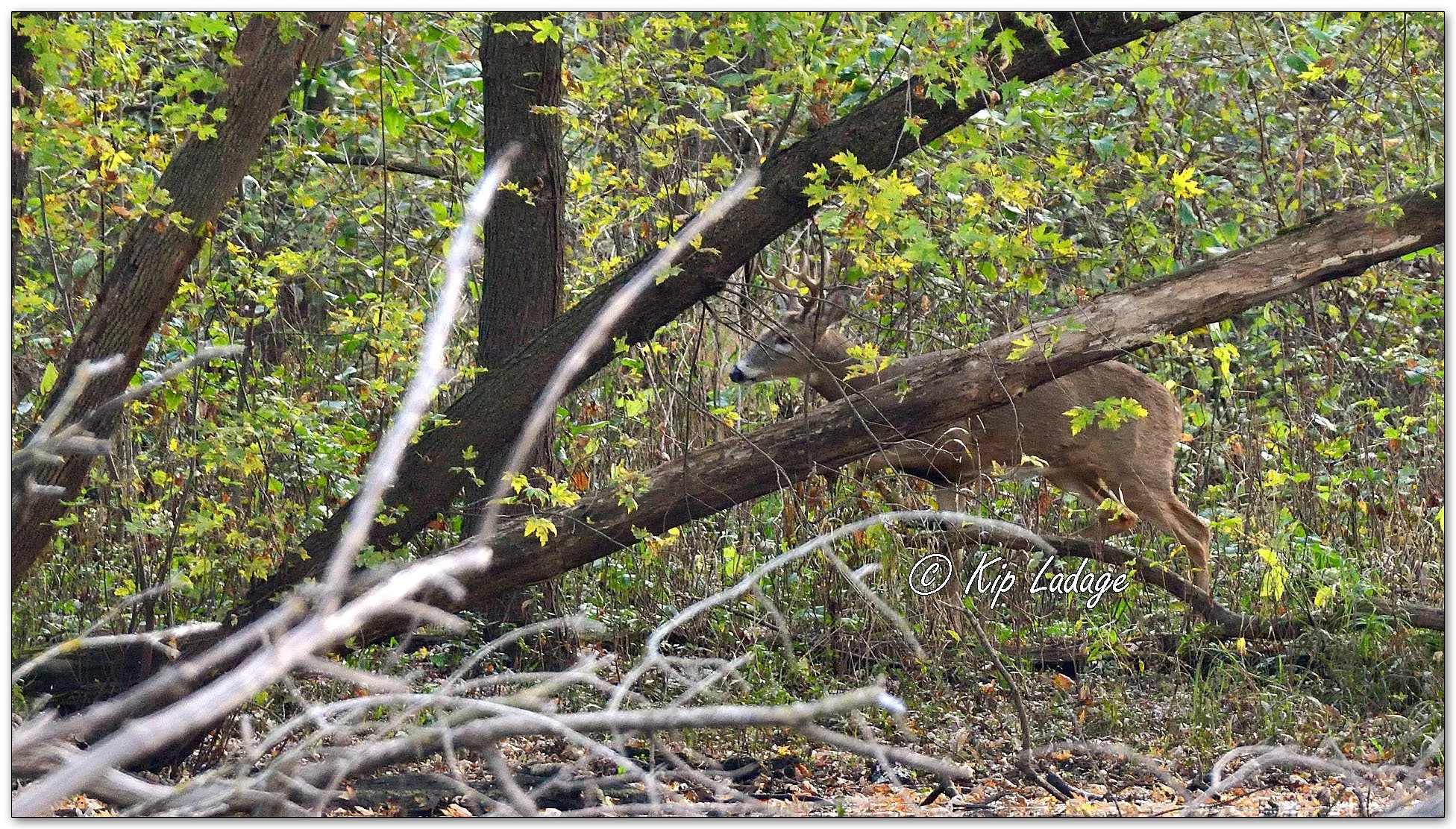 Whitetail Deer in Timber - Image 1166106