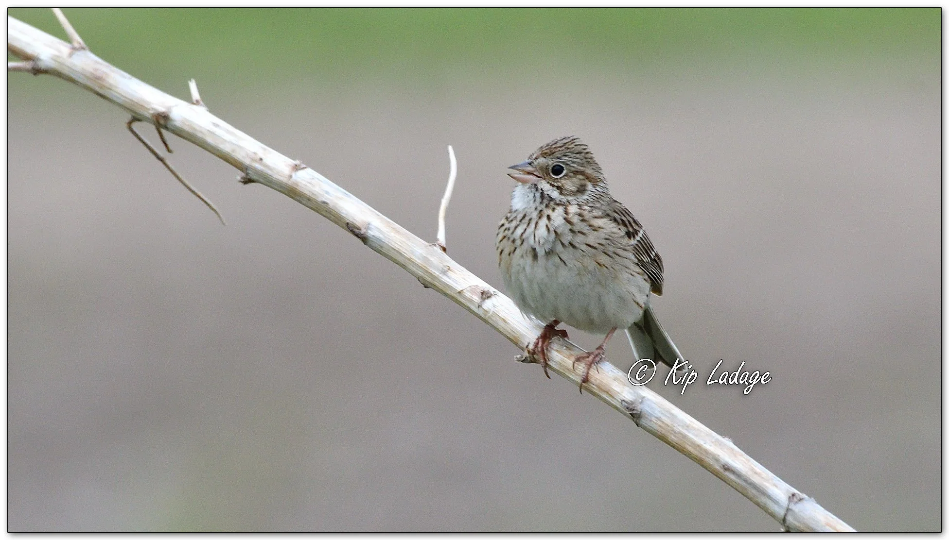 Vesper Sparrow - Image 1092429