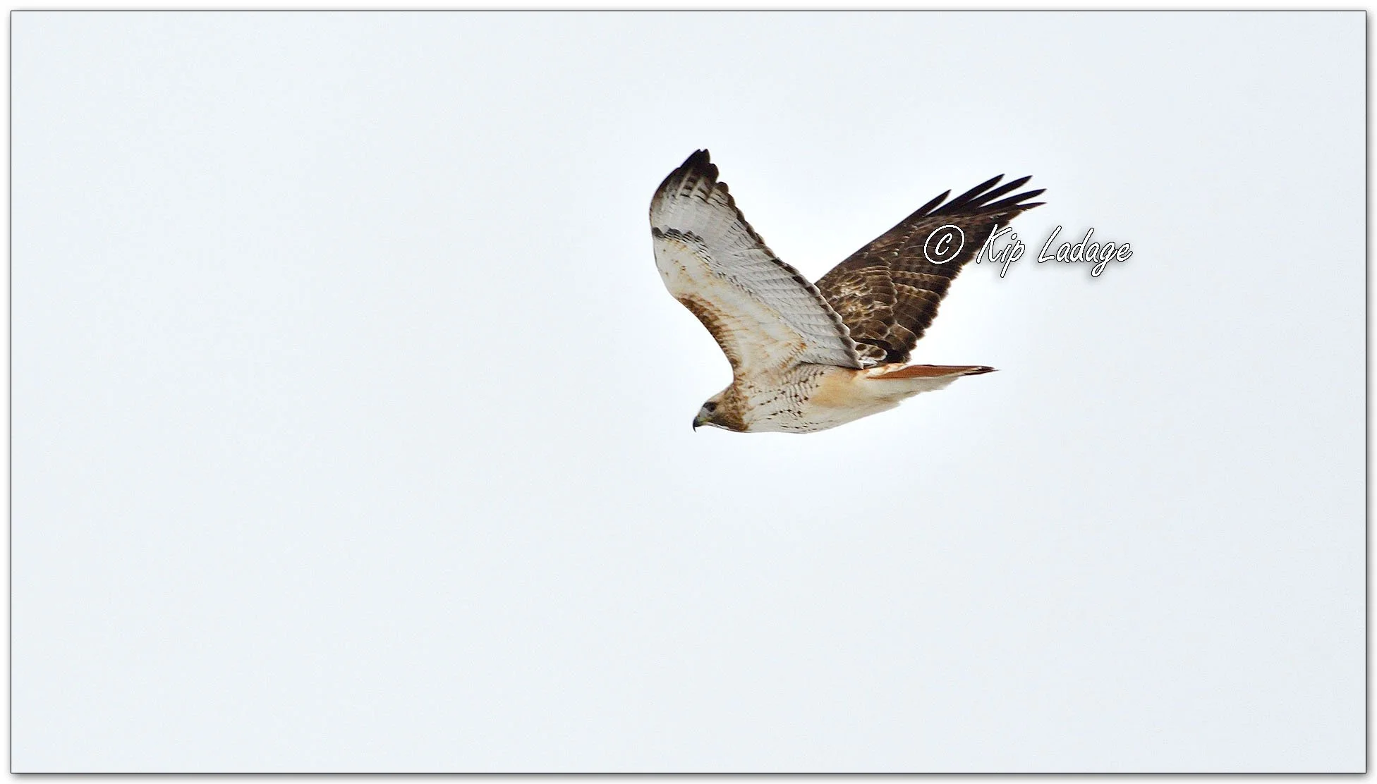 Red-tailed Hawk - Image 1067224