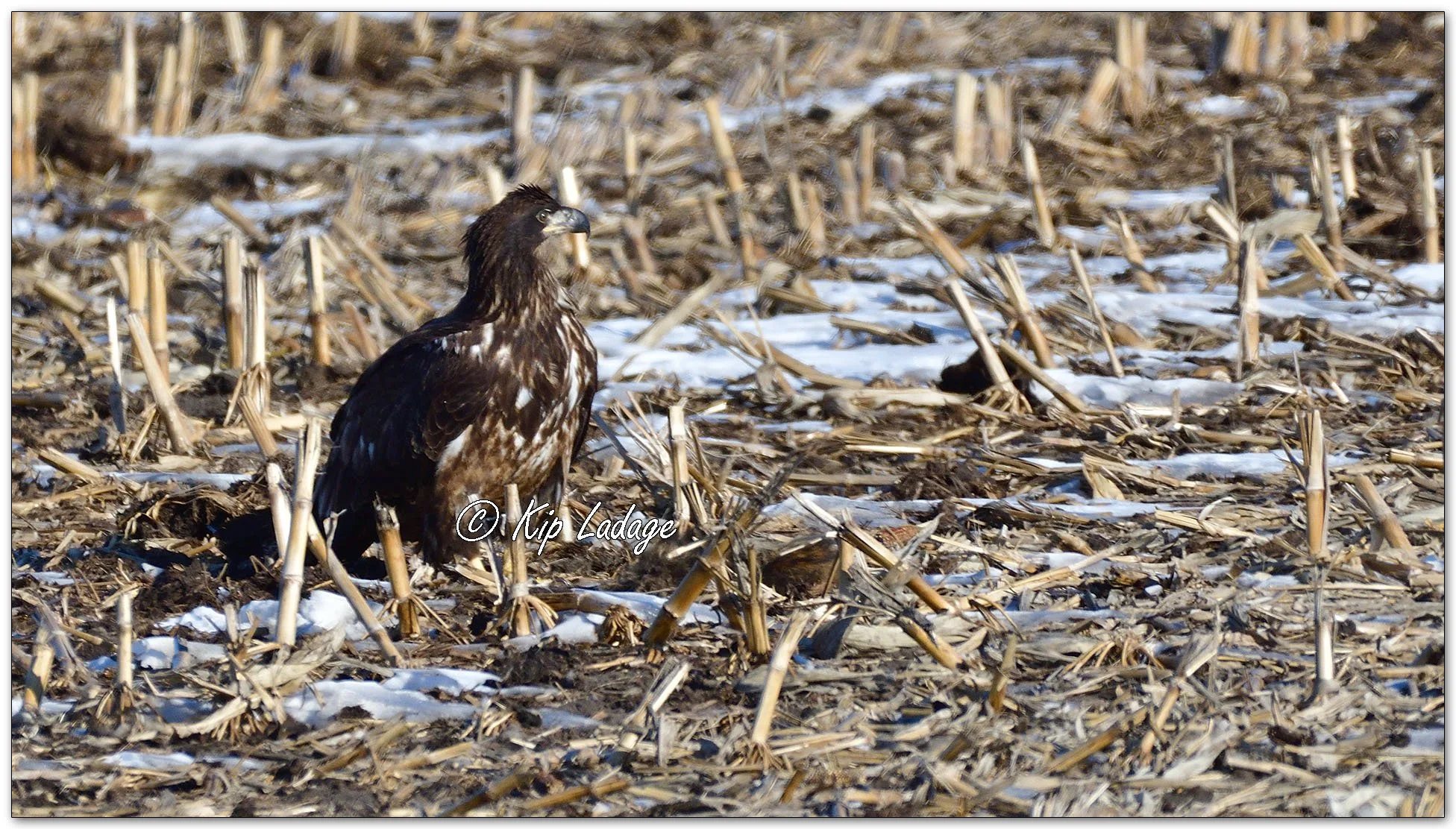 Young Bald Eagle in Corn Stubble - Image 1060769