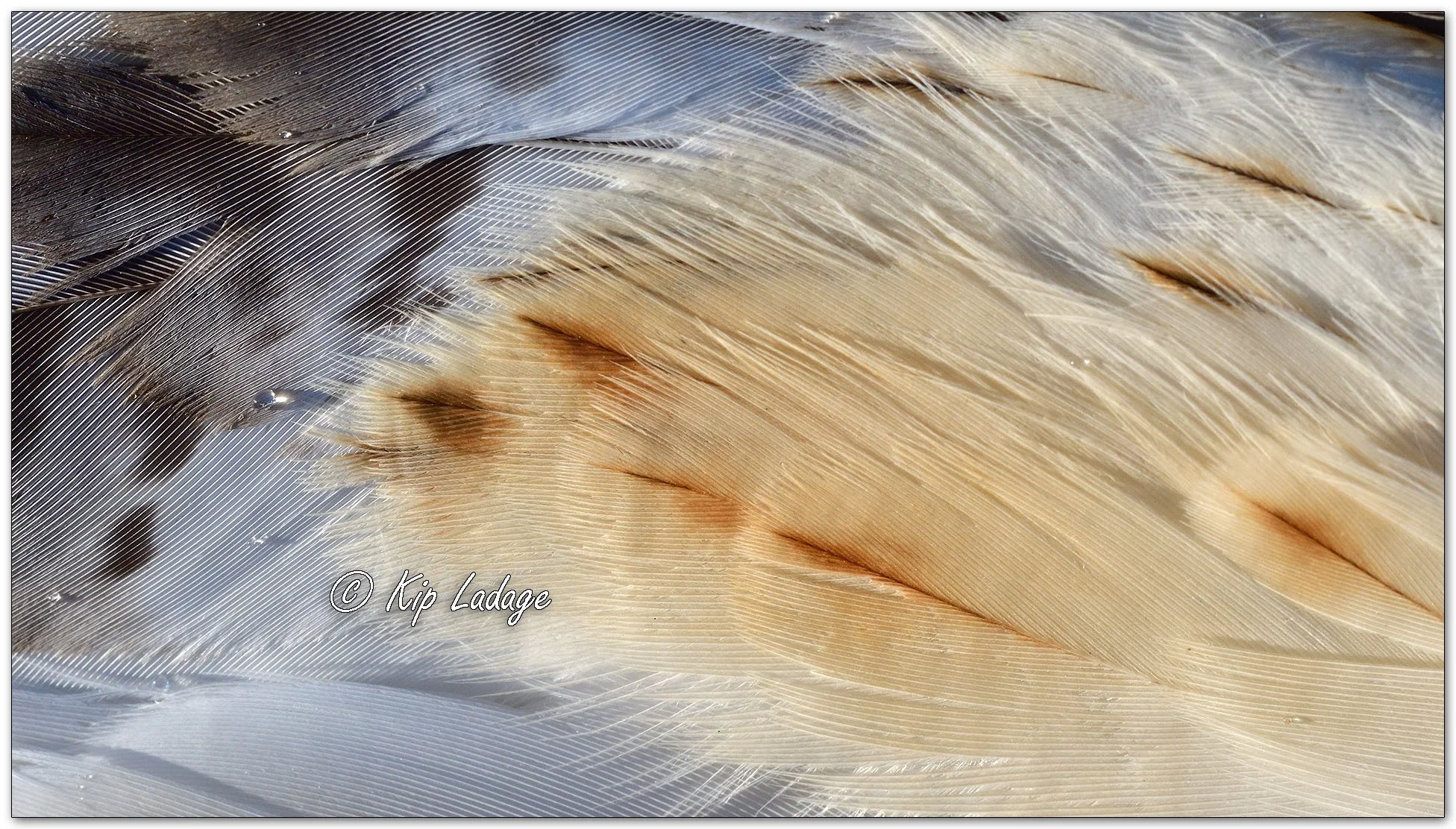 Red-tailed Hawk Macro - Image 1084795