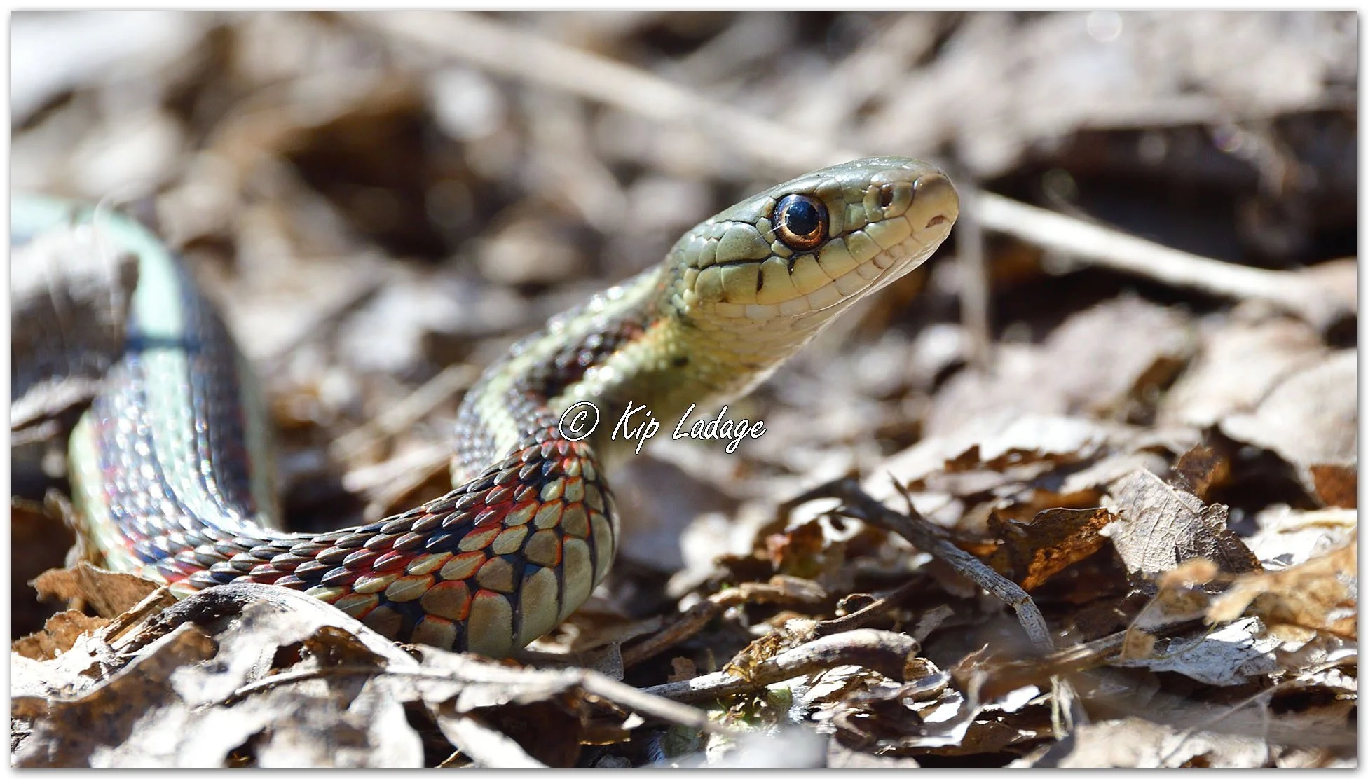 Garter Snake - Image 1090965